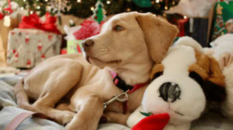 Spoil the Furry Friends in Your Life and Support Local Animals in Need! Spoil the Furry Friends in Your Life and Support Local Animals in Need!