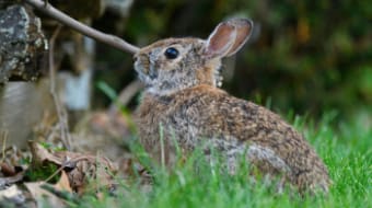 Outdoor Gardening – Dealing with Local Garden Pests and Wildlife