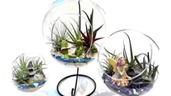 Build Your Own Terrarium Build Your Own Terrarium