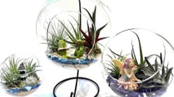 Build Your Own Terrarium