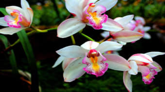 Maryland Orchid Societies Annual Plant Sale
