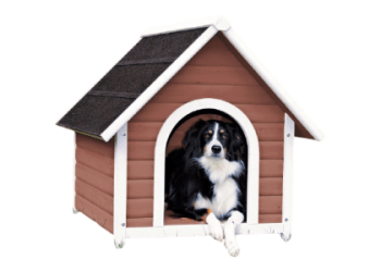Pet Supplies & Training