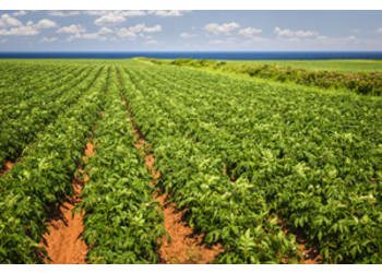 Crop Production & Agronomy