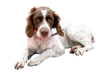 Pet Supplies & Training