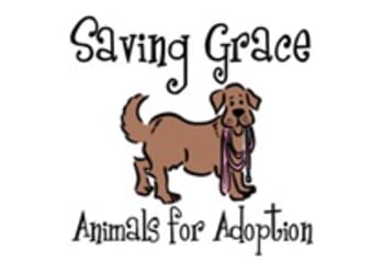 Saving Grace Animals for Adoption