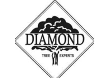 DIAMOND TREE EXPERTS