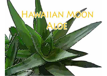 Hawaiian Moon