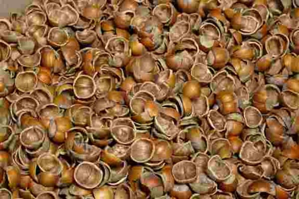 Hazelnut Shells (close up)