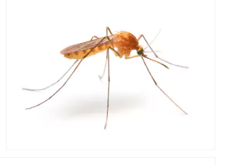 Anopheles Mosquito