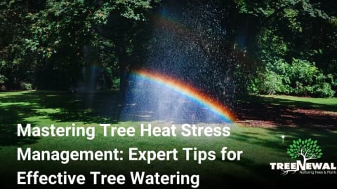 Mastering Tree Heat Stress Management: Expert Tips for Effective Tree Watering