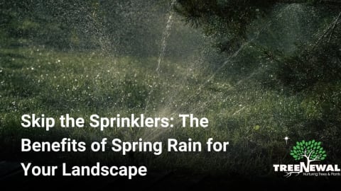 Skip the Sprinklers: The Benefits of Spring Rain for Your Landscape