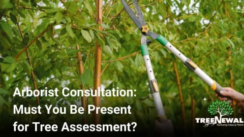 Arborist Consultation: Must You Be Present for Tree Assessment?