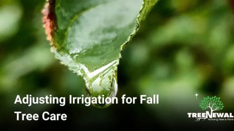 Adjusting Irrigation for Fall Tree Care