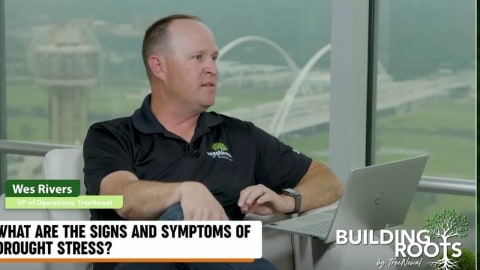 What Are The Signs and Symptoms of Drought Stress
