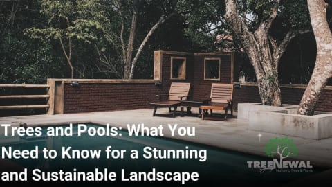 Trees and Pools: What You Need to Know for a Stunning and Sustainable Landscape