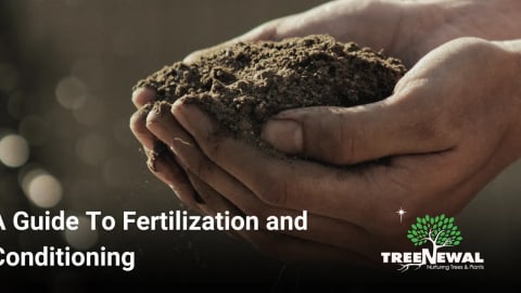 A Guide To Fertilization and Conditioning