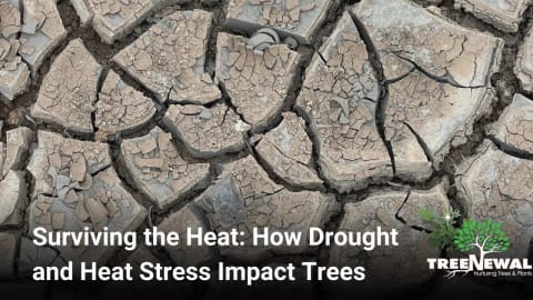 Surviving the Heat: How Drought and Heat Stress Impact Trees