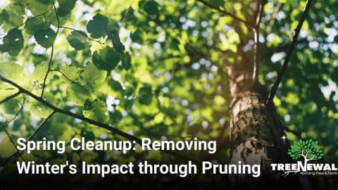 Spring Cleanup: Removing Winter’s Impact through Pruning