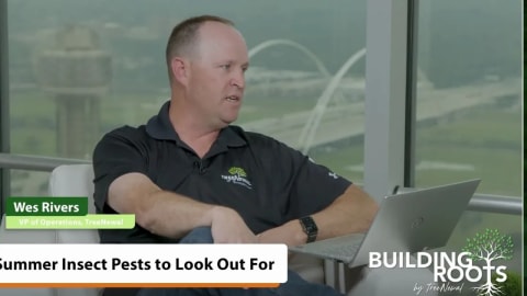 Summer Insect Pests to Look Out For