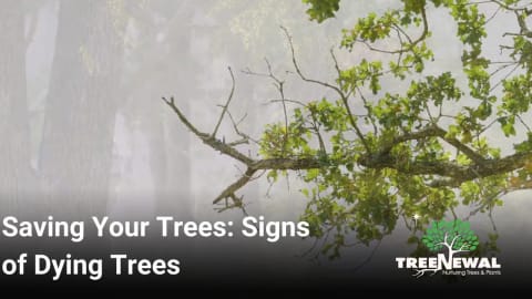 Saving Your Trees: Signs of Dying Trees