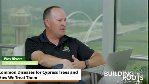 Common Diseases for Cypress Trees and How We Treat Them