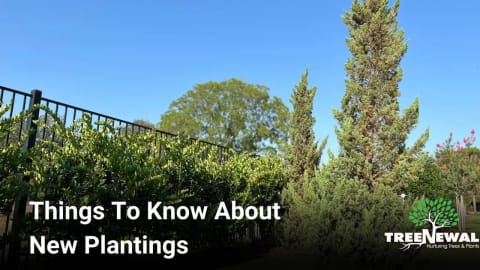Things To Know About New Plantings