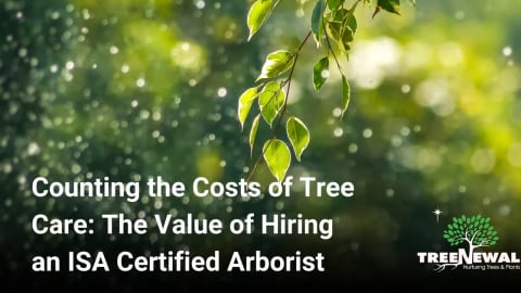 Counting the Costs of Tree Care: The Value of Hiring an ISA Certified Arborist