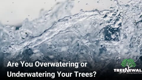 Are You Overwatering or Underwatering Your Trees?