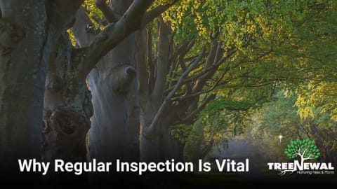 Why Regular Inspection Is Vital