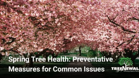 Spring Tree Health: Preventative Measures for Common Issues