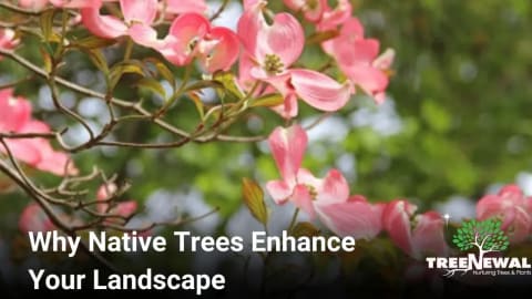 Why Native Trees Enhance Your Landscape