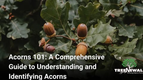 Acorns 101: A Comprehensive Guide to Understanding and Identifying Acorns