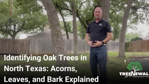 Identifying Oak Trees in North Texas: Acorns, Leaves, and Bark Explained