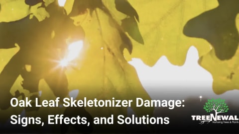 Oak Leaf Skeletonizer Damage: Signs, Effects, and Solutions