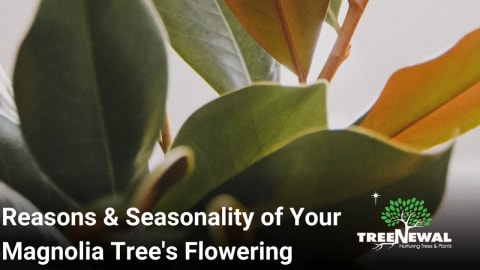 Reasons & Seasonality of Your Magnolia Tree’s Flowering