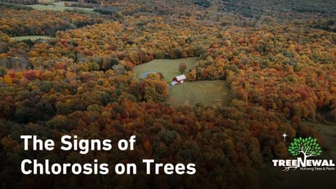 The Signs of Chlorosis on Trees