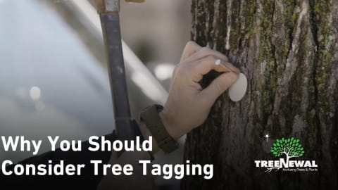 Why You Should Consider Tree Tagging