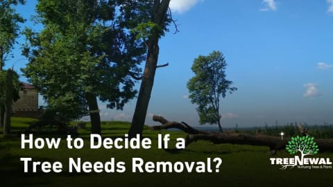 How to Decide If a Tree Needs Removal?