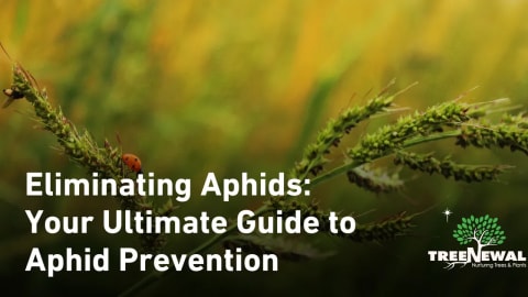 Eliminating Aphids: Your Ultimate Guide to Aphid Prevention