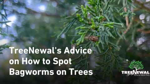 TreeNewal’s Advice on How to Spot Bagworms on Trees