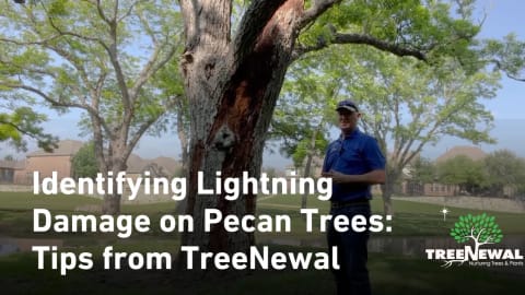 Identifying Lightning Damage on Pecan Trees: Tips from TreeNewal