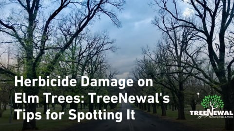 Herbicide Damage on Elm Trees: TreeNewal’s Tips for Spotting It