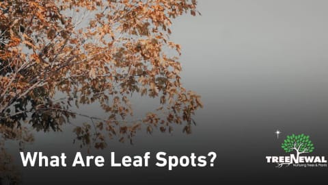 What Are Leaf Spots?