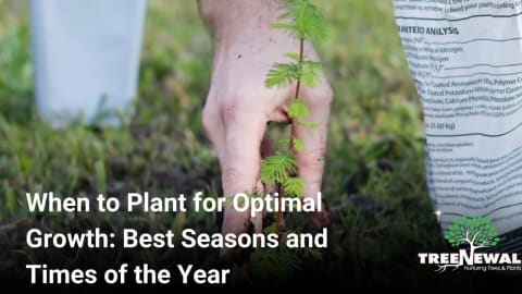 When to Plant for Optimal Growth: Best Seasons and Times of the Year