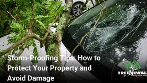 Storm-Proofing Tips: How to Protect Your Property and Avoid Damage