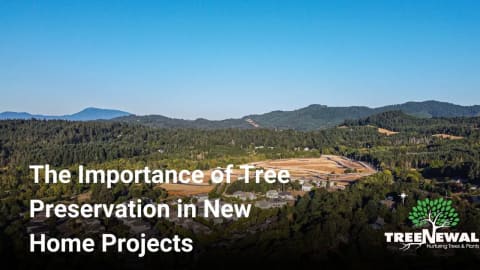 The Importance of Tree Preservation in New Home Projects