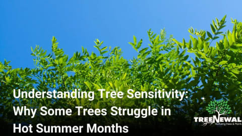 Understanding Tree Sensitivity: Why Some Trees Struggle in Hot Summer Months
