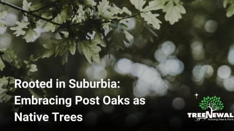 Rooted in Suburbia: Embracing Post Oaks as Native Trees