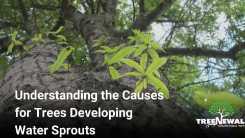 Understanding the Causes for Trees Developing Water Sprouts