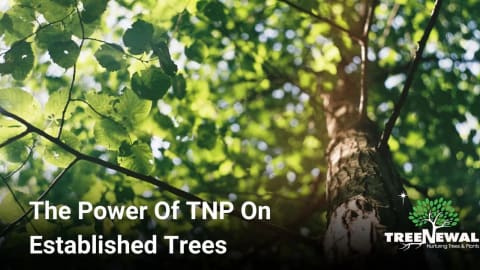 The Power Of TNP On Established Trees